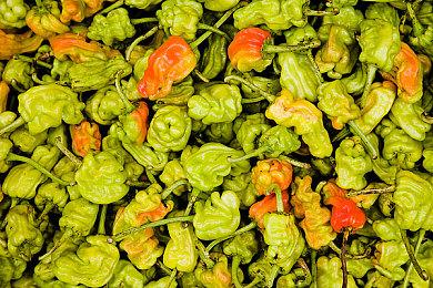 2024日本游戏大奖获奖名单公布 《塞尔达传说：王国之泪》斩获年度大奖